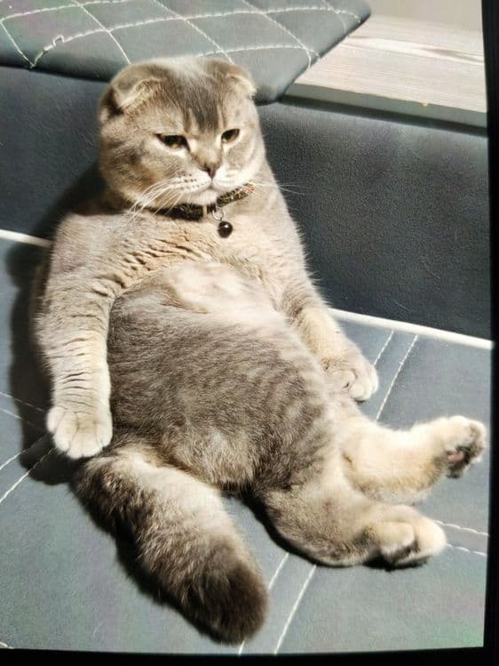 Продается  Кот  годовалый — 4