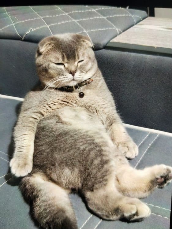 Продается  Кот  годовалый — 5