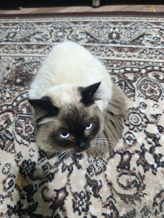 Балинезийской кошка — 4
