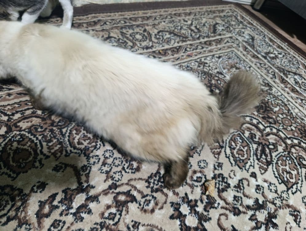 Балинезийской кошка — 5