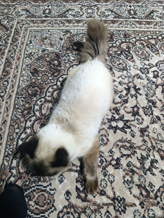 Балинезийской кошка — 7
