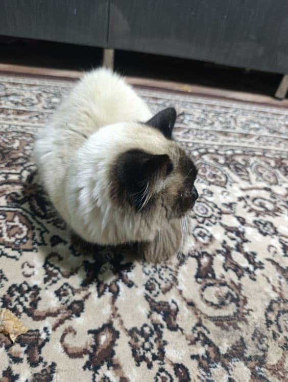Балинезийской кошка — 8