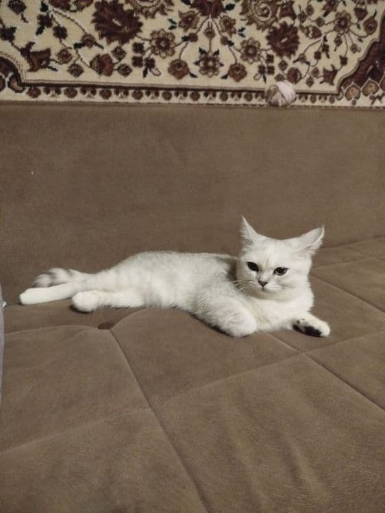 Продам котёнка девочку серебристая шиншилла 7 месяца — 2