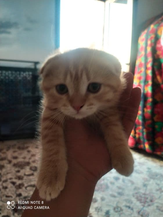 Mushik sotlad  zotdor — 2