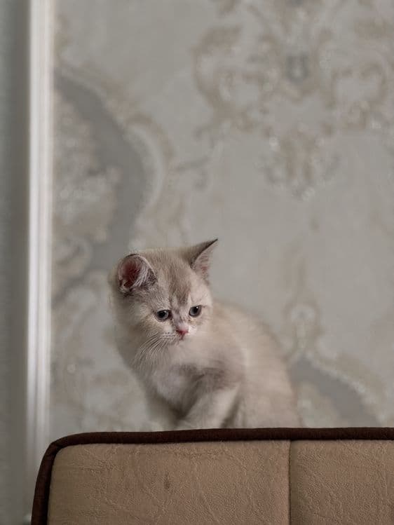 Срочно продактся порозистая кошка шиншила — 3