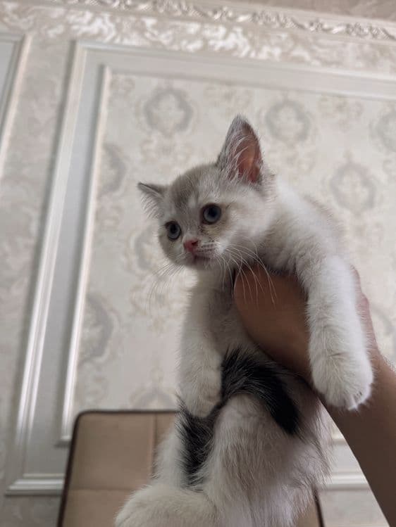 Срочно продактся порозистая кошка шиншила — 5