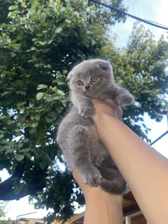 скоттиш фолд 1 ярим ойли киз — 1
