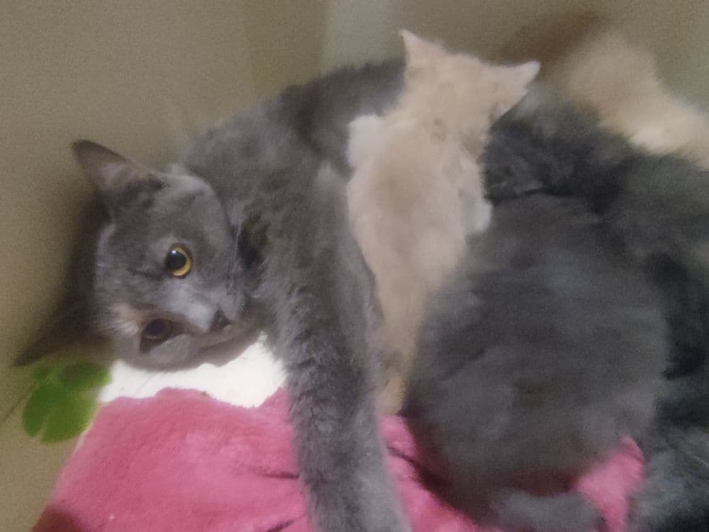 Продаётся кошка скоттиш Страйт 2 года. Привита с документами. Рожавшая — 1