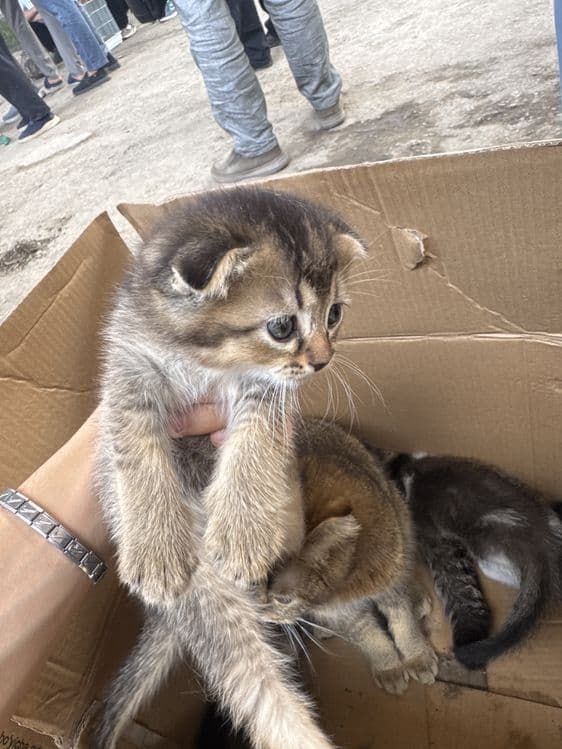 Кошки Шилшила,Британские — 3