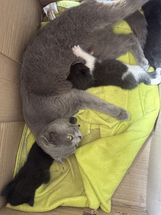 Кошки Шилшила,Британские — 7