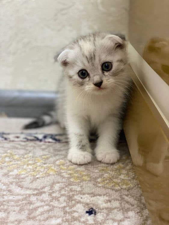 Скотиш Страйт зотдор мушукчалари сотилади — 2