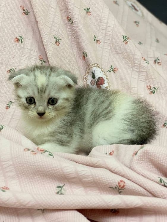 Скотиш Страйт зотдор мушукчалари сотилади — 3