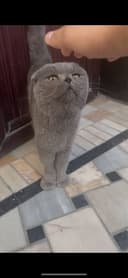 Скоттиш фолд, 2 года