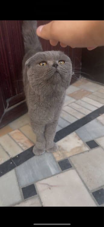 Скоттиш фолд, 2 года — 1