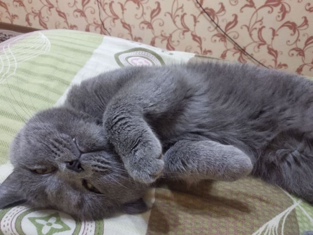 Скоттиш фолд, 2 года — 2