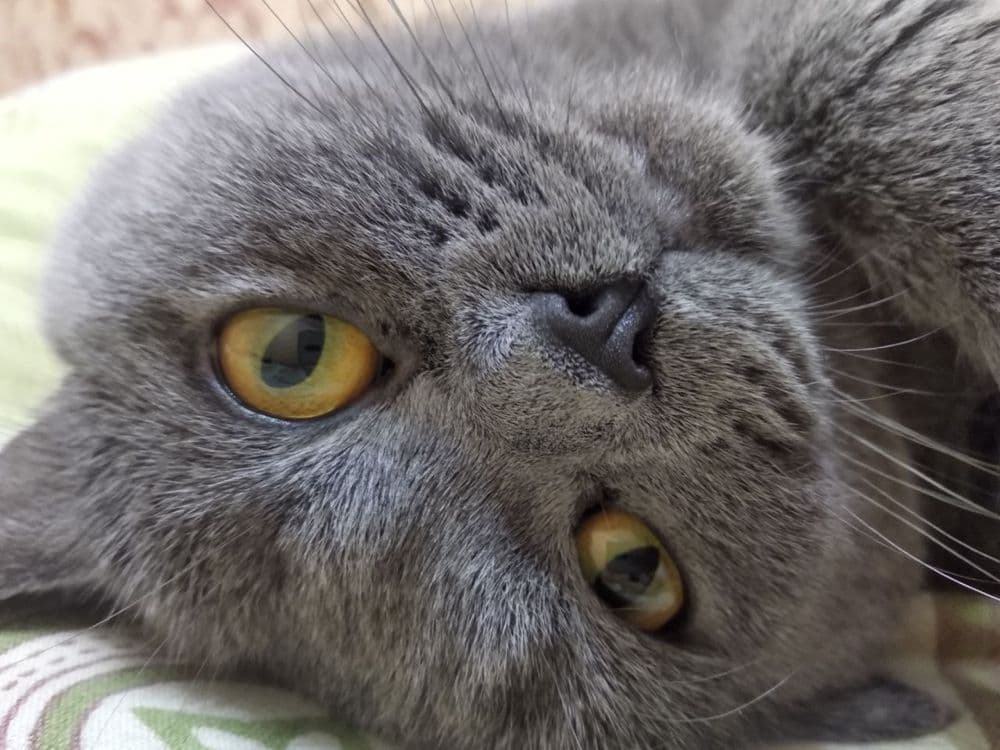 Скоттиш фолд, 2 года — 3