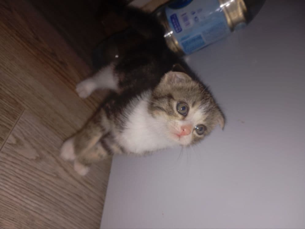 Продаются котята. Шотландская вислоухая (скоттиш-фолд). — 2
