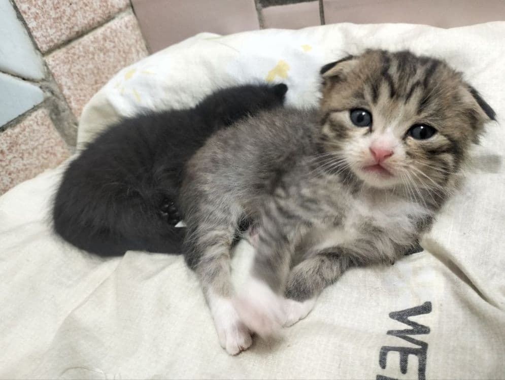 Продаются котята. Шотландская вислоухая (скоттиш-фолд). — 3