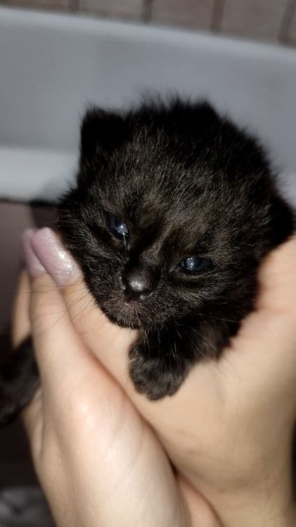Продаются котята. Шотландская вислоухая (скоттиш-фолд). — 5