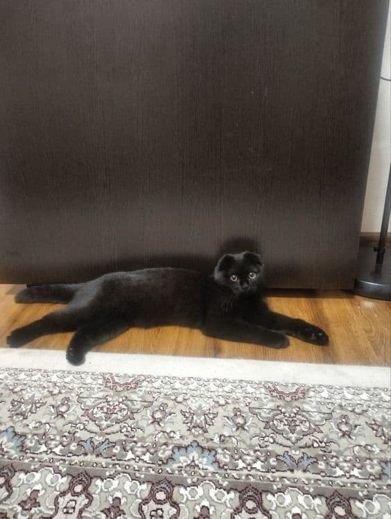 Продаются котята. Шотландская вислоухая (скоттиш-фолд). — 6
