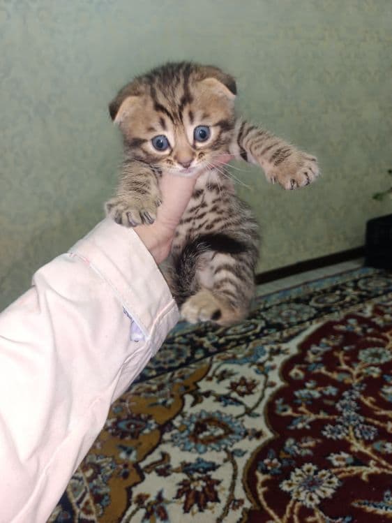 Zotor muwuk onasi Shatlanskiy visla uxla adasi bengal — 1