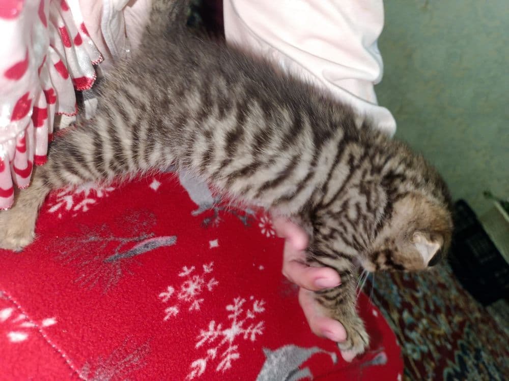 Zotor muwuk onasi Shatlanskiy visla uxla adasi bengal — 2