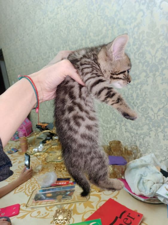 Zotor muwuk onasi Shatlanskiy visla uxla adasi bengal — 3