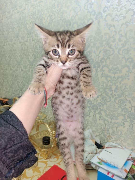 Zotor muwuk onasi Shatlanskiy visla uxla adasi bengal — 4