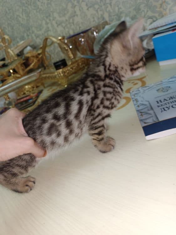 Zotor muwuk onasi Shatlanskiy visla uxla adasi bengal — 5