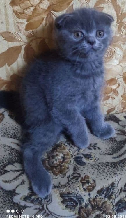 Продаются котята скотиш фолд и скотиш страйк — 2