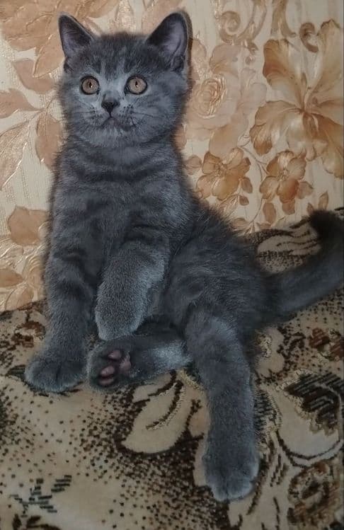 Продаются котята скотиш фолд и скотиш страйк — 3