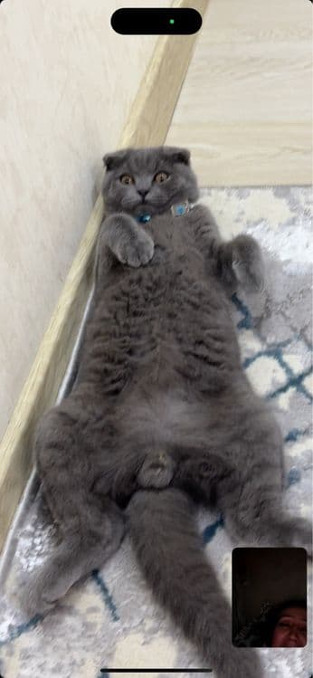 Кошка скотиш фолд угил бола — 2