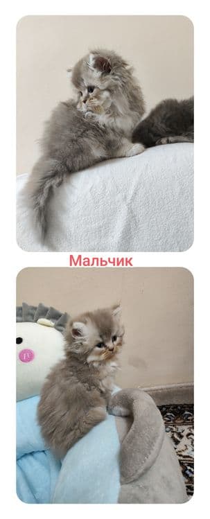 Британский котята (22.03.26yil) — 2