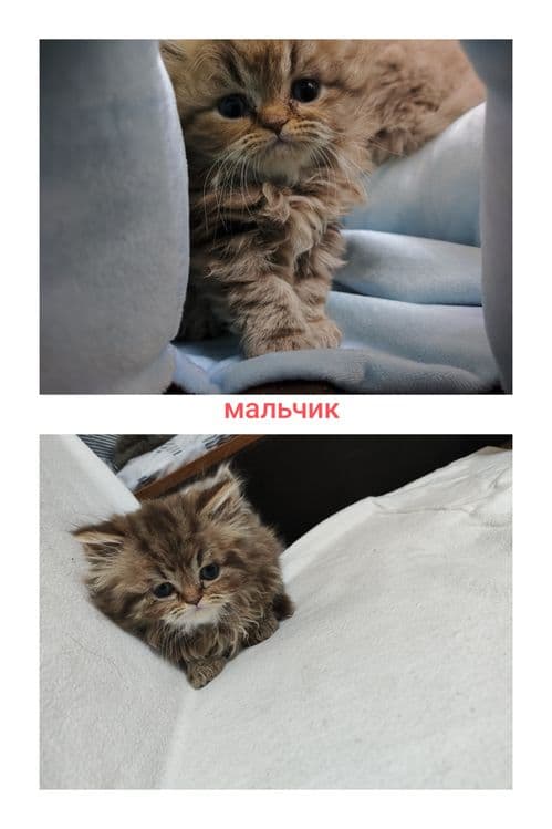 Британский котята (22.03.26yil) — 3