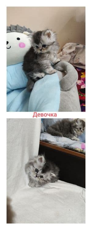 Британский котята (22.03.26yil) — 4