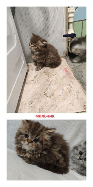 Британский котята (22.03.26yil) — 5