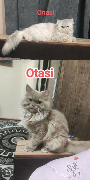 Британский котята (22.03.26yil) — 6