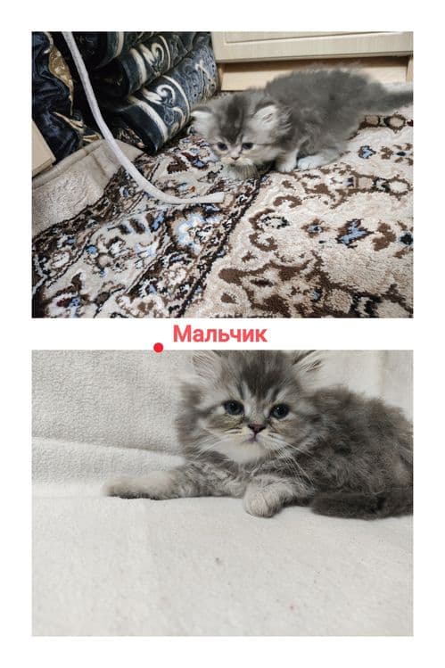 Британский котята (22.03.26yil) — 7