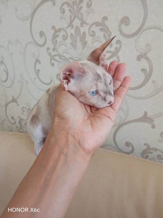 СФИНКС Браш (кошка)