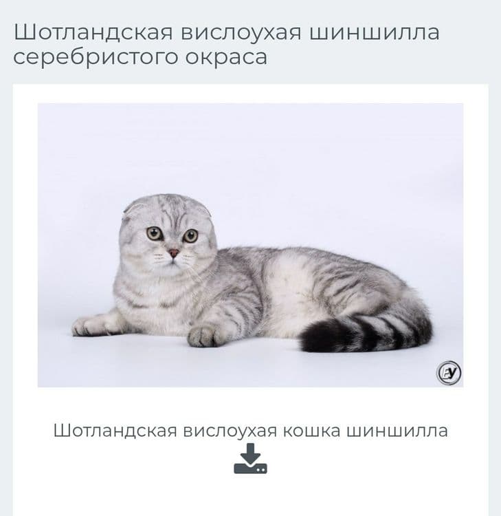 Mushuk Shinshilla — 2