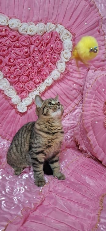 Продаю шотландского котика — 3