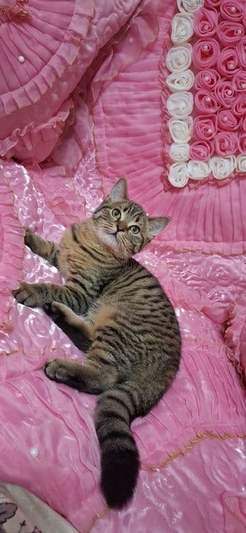 Продаю шотландского котика — 4