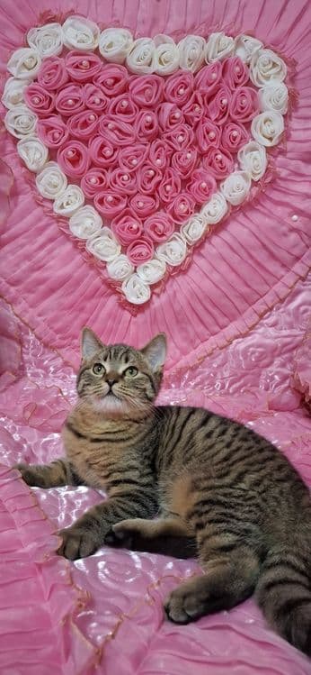 Продаю шотландского котика — 5