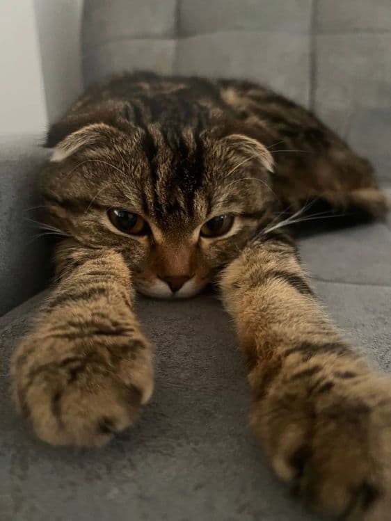 Шотландский вислоухий кот — 1
