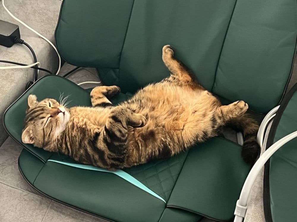 Шотландский вислоухий кот — 2