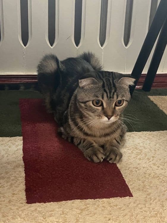Шотландский вислоухий кот — 3
