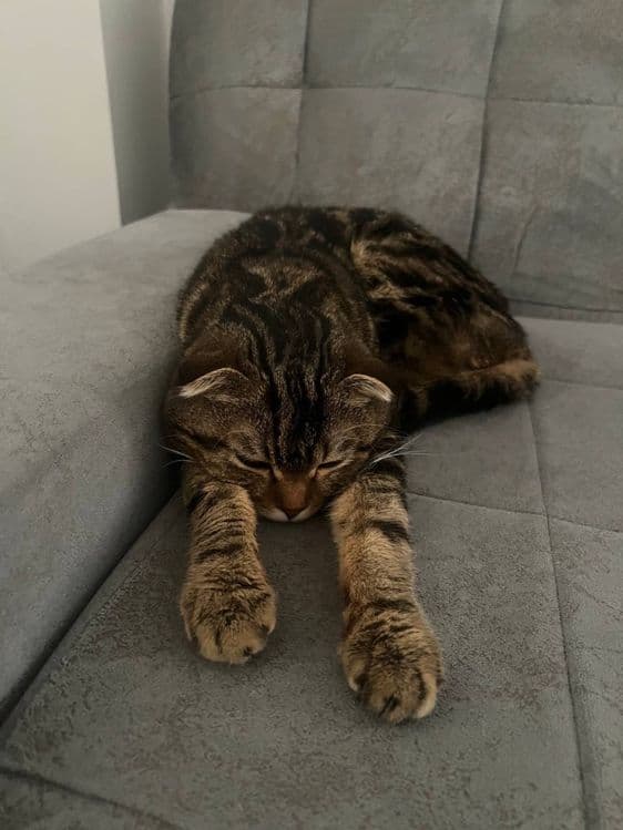 Шотландский вислоухий кот — 4