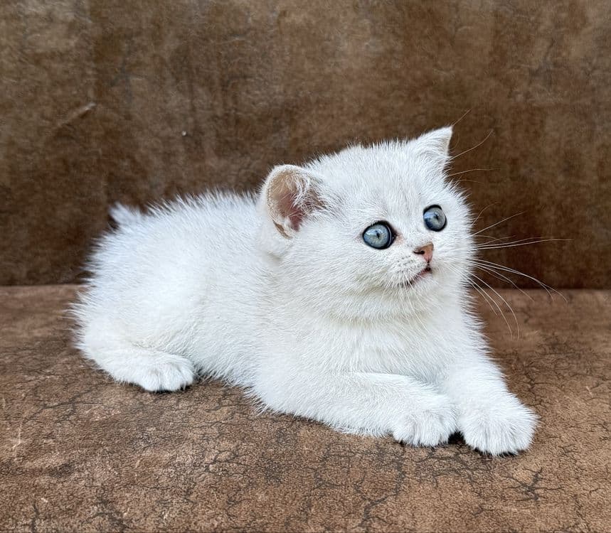Серебристая шиншилла — 2