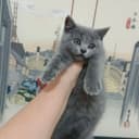 Продается котёнок скоттиш страйт