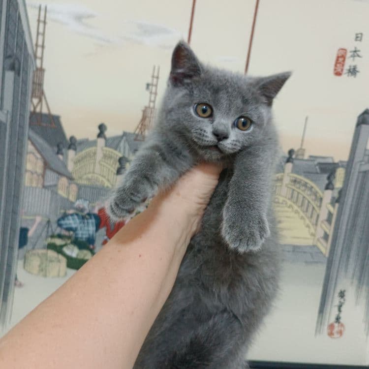 Продается котёнок скоттиш страйт
